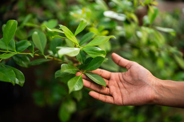 Somerset, KY Tree Services Company